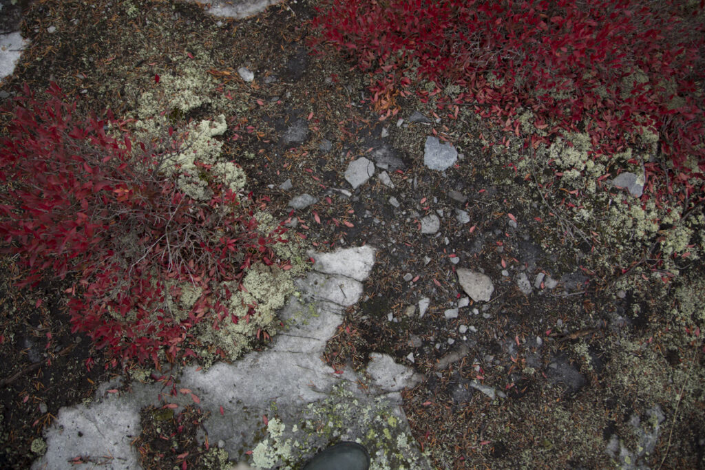 Feuilles de bleuets et lichen des caribous à l'automne